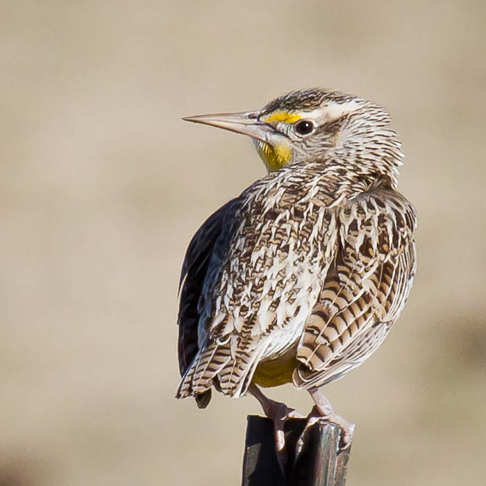 Western Meadowlark, San Antonio NM, March 5, 2010