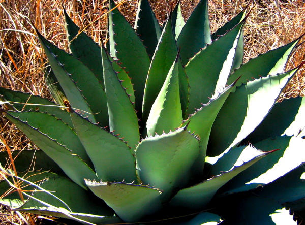 Untitled, Davis Mountain State Park, Fort Davis Texas, January 12, 2008